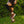 Nike Womens Air Footscape Woven "Earth" FB1959-200