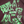 Jungles Jungles Life Is Beautiful Short Sleeve Tee Brown
