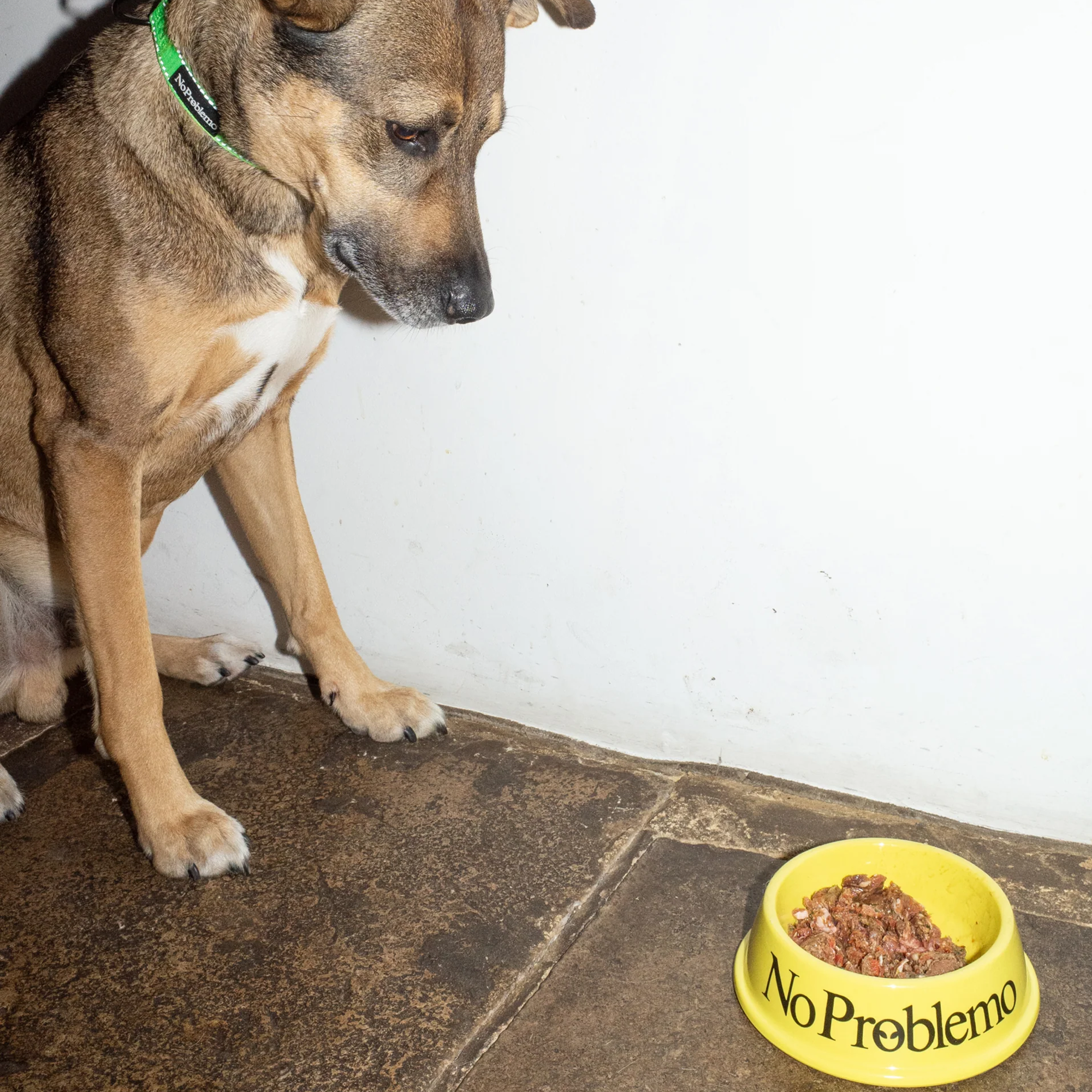 No Problemo Pet Bowl Yellow