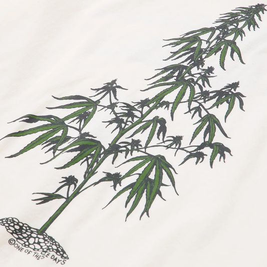 One Of These Days Away Go Trouble T-Shirt Bone