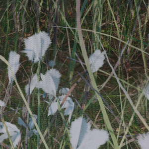 ROA Eriophorum Balaclava Print